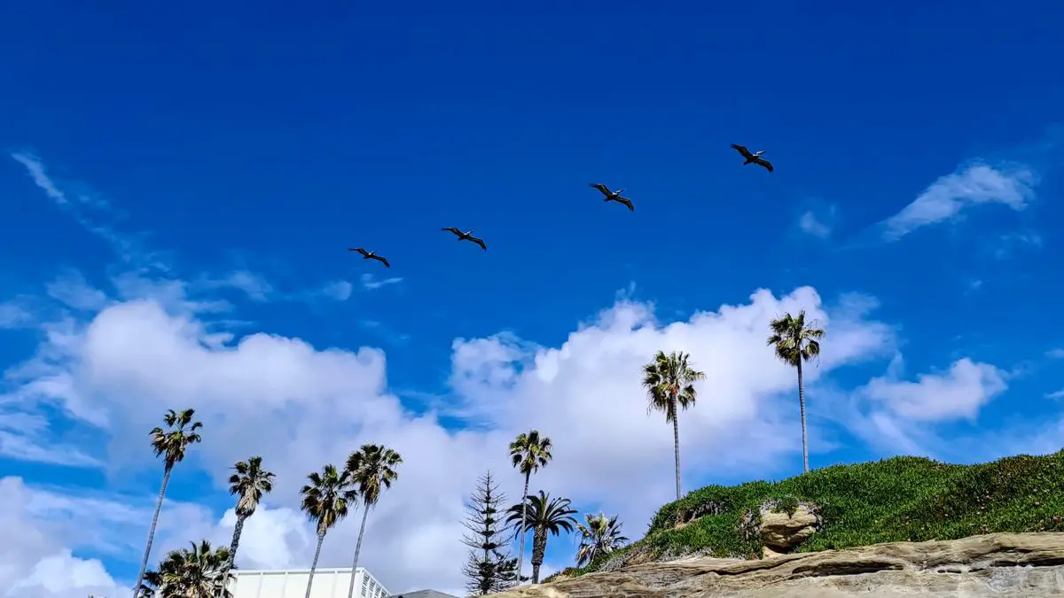 Experience the natural beauty of Cabrillo National Monument with the Bayside Trail, where you can immerse in stunning coastal scenery, see the thriving marine life in the tide pools, and explore the vibrant flora and fauna of the area.