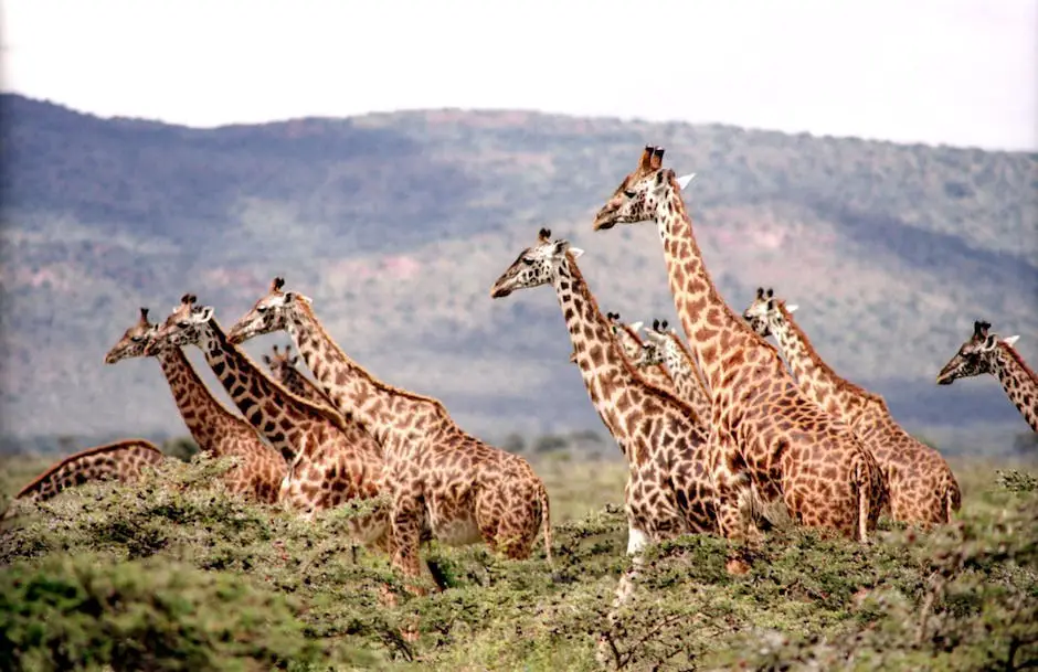 A picture of a group of giraffes standing in a grassy savanna at the San Diego Zoo Safari Park.