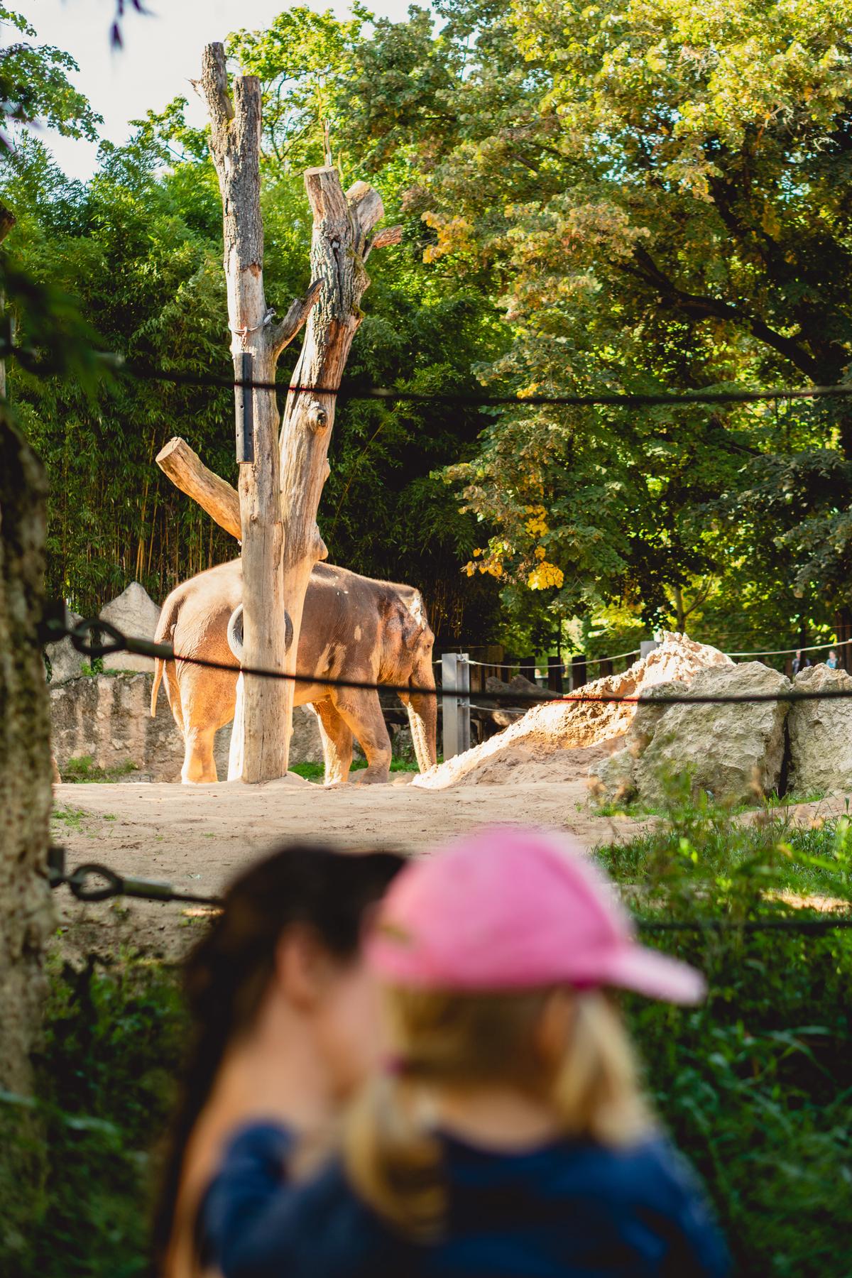 A picture of a family happily walking through the San Diego Zoo, with a monkey in a nearby tree and a giraffe in the distance.