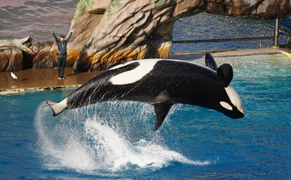 A picture of marine animals such as dolphins, penguins, and orcas performing tricks during a show in SeaWorld San Diego.