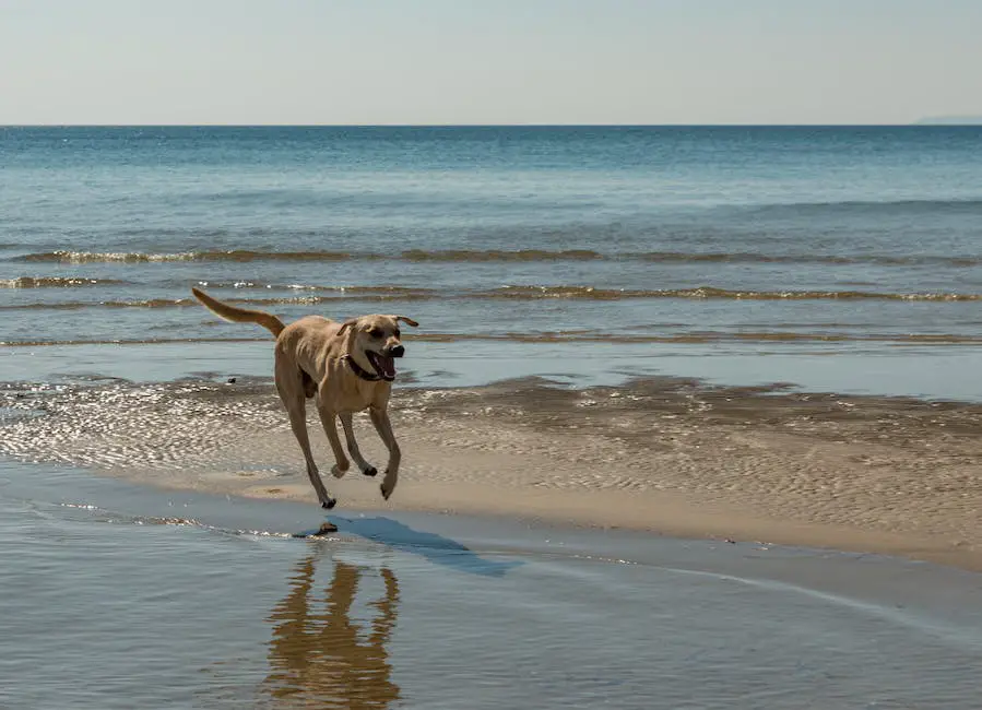 A golden retriever running along a sandy beach, with clear blue waters in the background